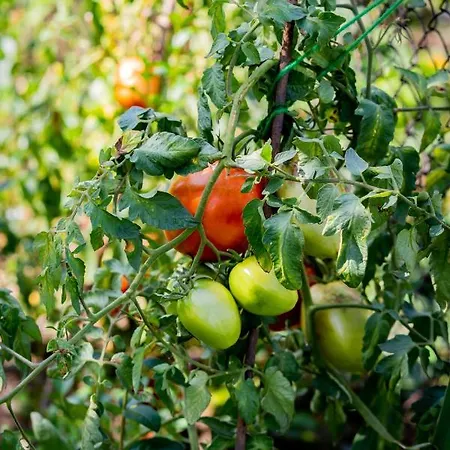 къща лиляна *