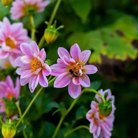 別荘 къща лиляна Resilovo