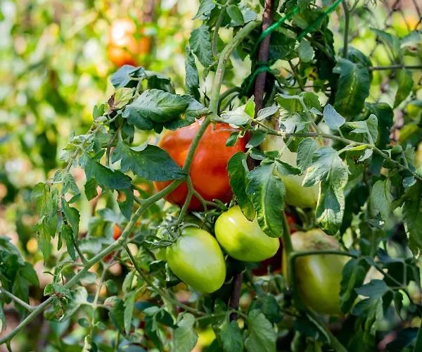 къща лиляна *