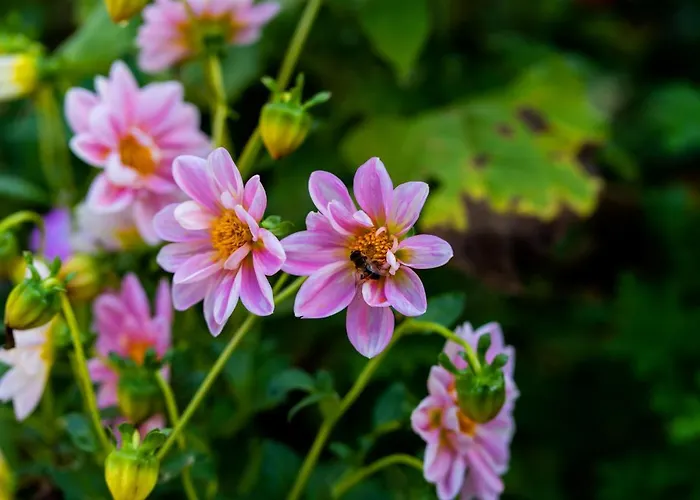 Casa vacanze къща лиляна Resilovo